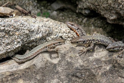 reptile  nature  lizard