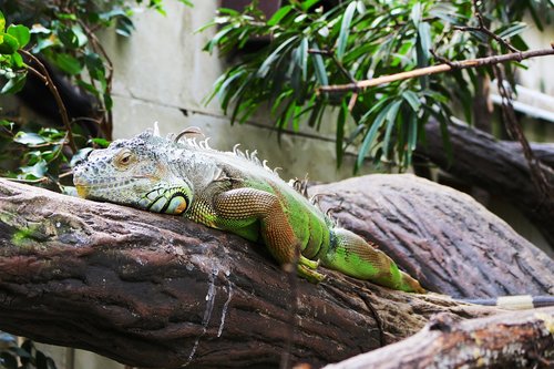 reptile  animal  tropical