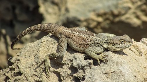 reptile  nature  lizard