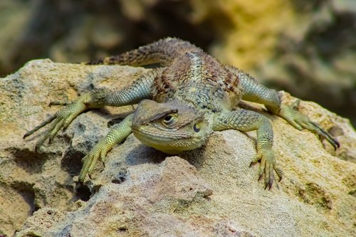 reptile  nature  lizard