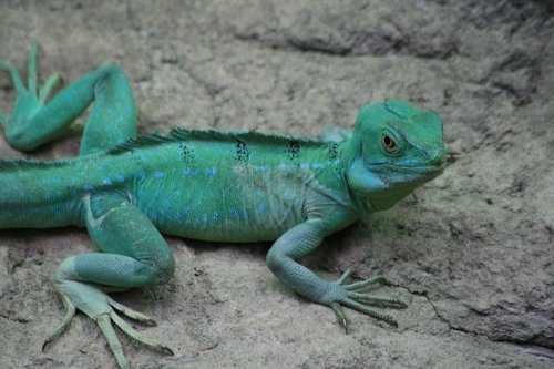 reptile  green  lizard