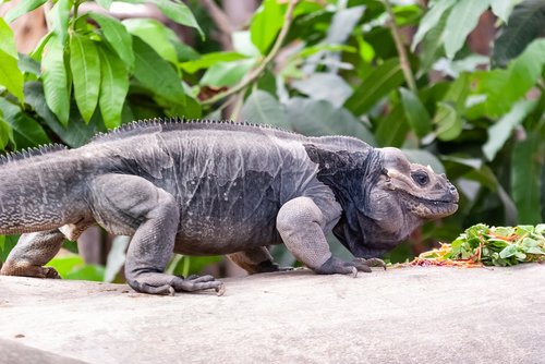 reptile  monitor lizard  nature