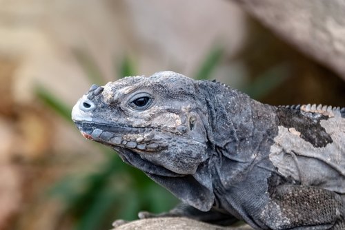 reptile  iguana  nature