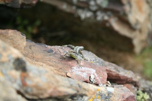reptile  lizard  nature