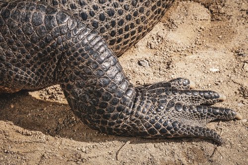 reptile  alligator  feet