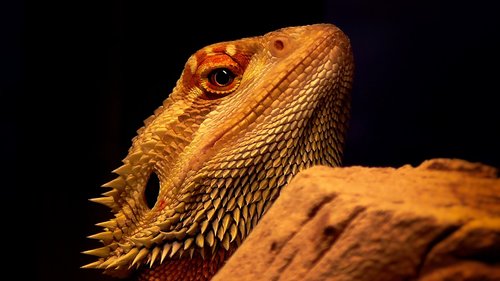 reptile  bearded dragon  lizard
