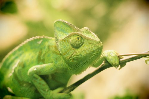 reptile  chameleon  lizard
