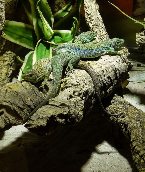 reptile lizard green