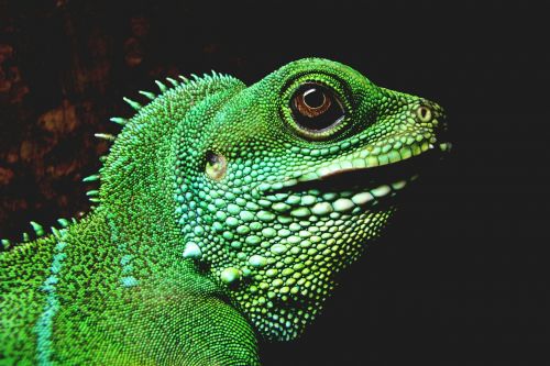 reptile iguana lizard