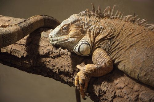 reptile vivarium animal