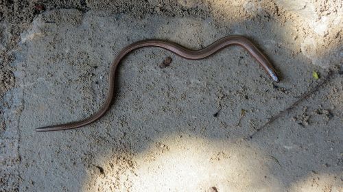 slow worm reptile lizard