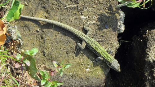 reptile lizard shiny