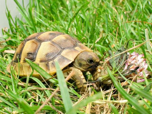 reptile turtle tortoise
