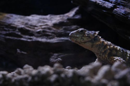 reptiles lizard darkness