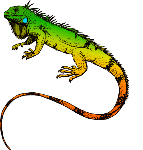 reptiles iguana animal