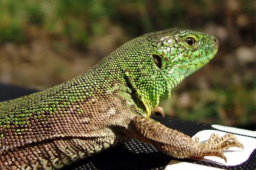reptiles lizard nature