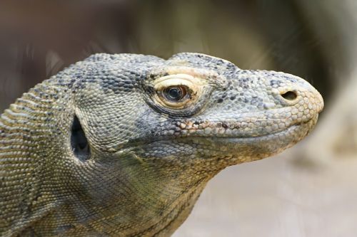 reptiles komodo dragon zoo