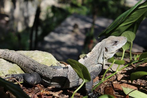 reptiles sun animals