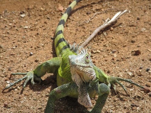 reptiles  lizards  nature