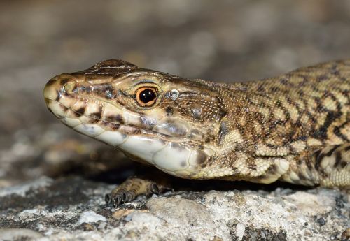 reptiles lizard podarcis