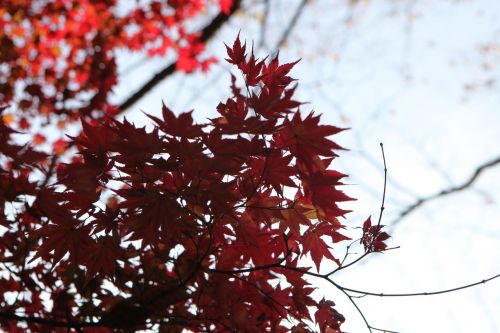 autumn nature scenery