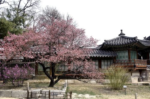 republic of korea traditional forbidden city