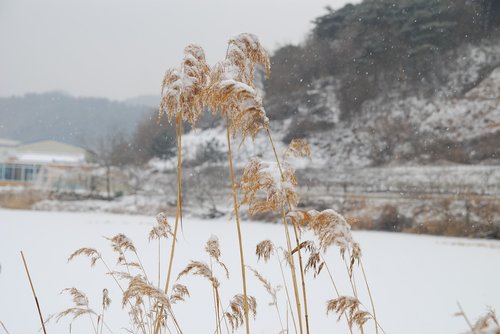 republic of korea  winter  country