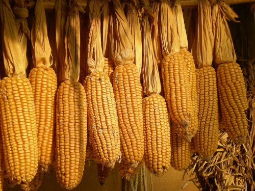 republic of korea folk corn