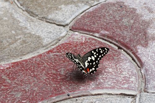 butterfly swallowtail summer