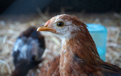 rescued chicken beauty