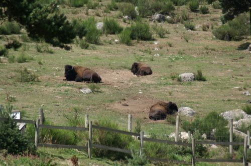 bison wild bison reserve animals