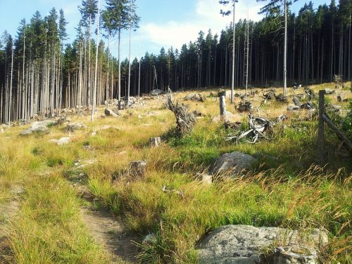 resin nature hike