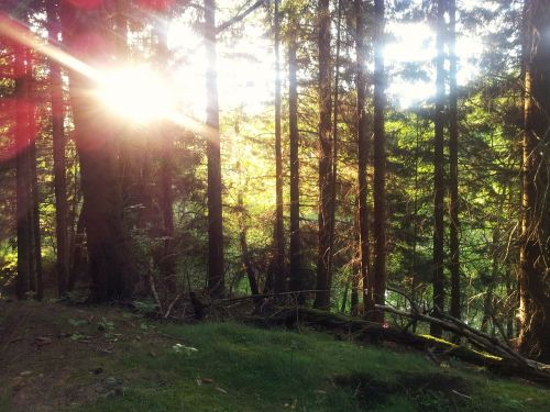 resin nature hike