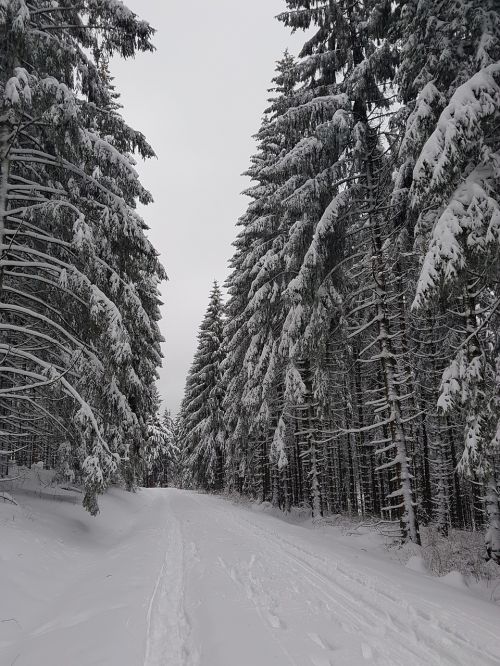 resin forest snow