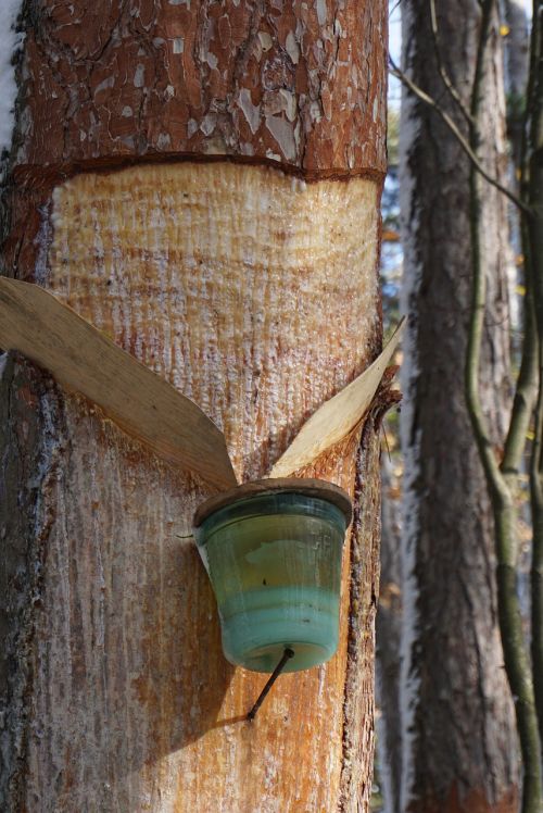 resin extraction pitches black pine