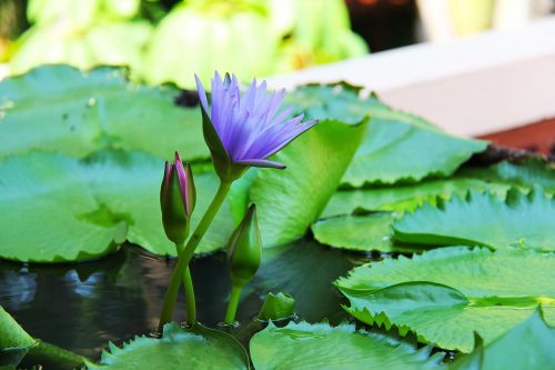 water lily lilac anantara
