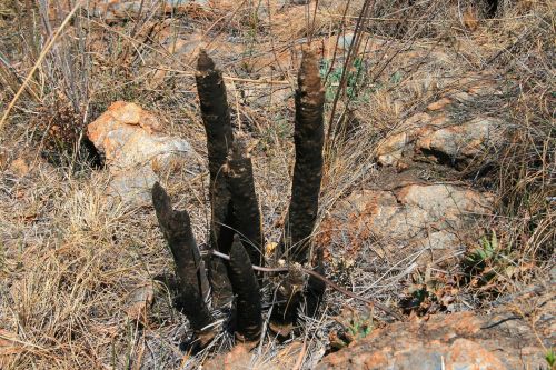 Resurrection Plant In The Veld