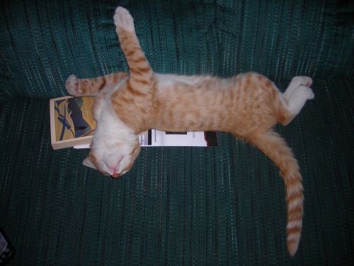 rest kitten laziness
