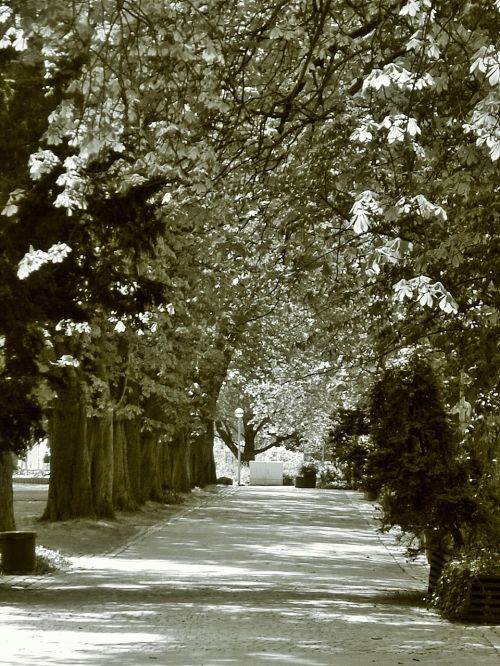 rest avenue trees