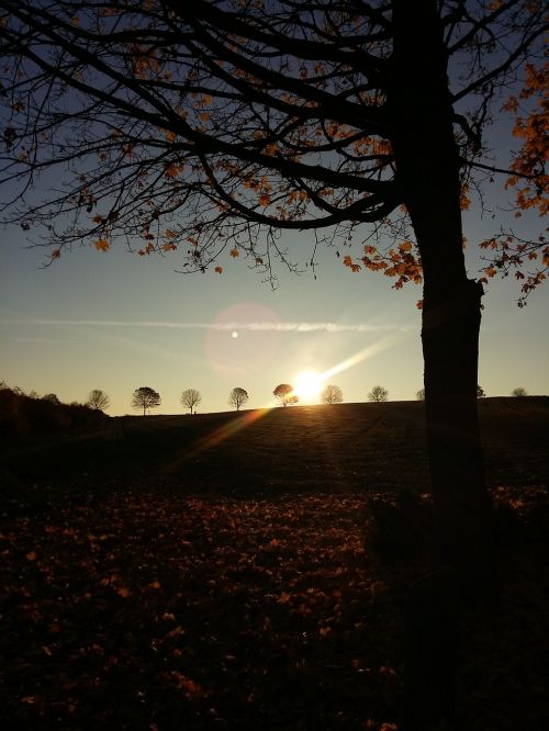 rest landscape tree