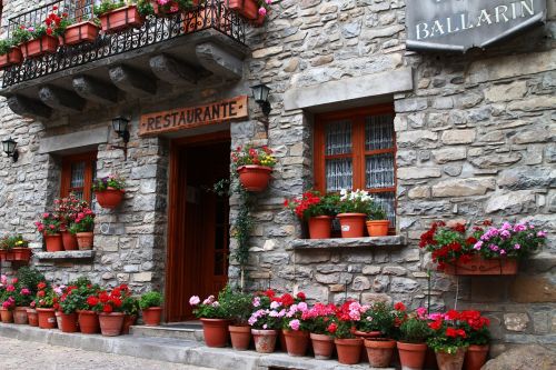 restaurant european restaurant flowers in pots