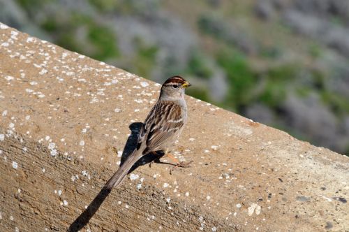 Resting Bird