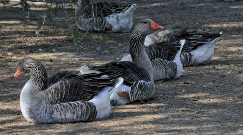 Resting Geese