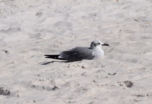 resting herring gull gull shore bird