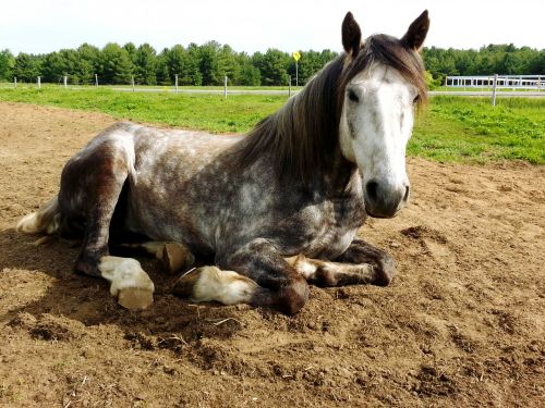 Resting Horse
