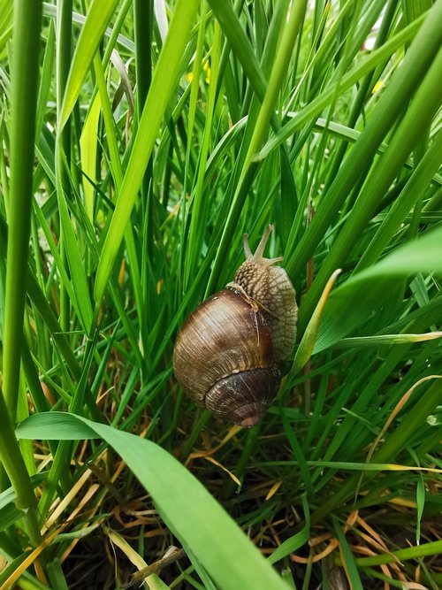 resting snail on the grass  green grass with snail  spring leafs with a snail