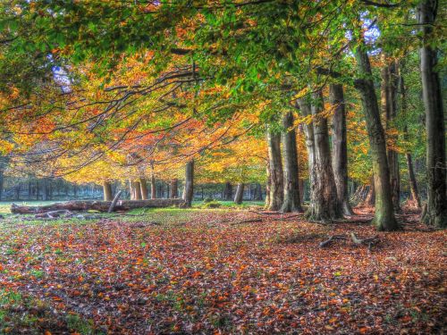 restored forest leaves