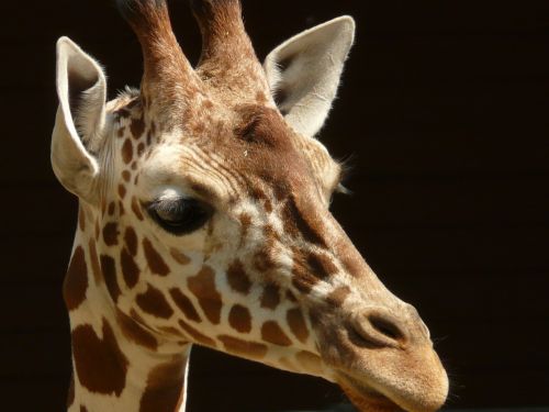 reticulated giraffe giraffe africa