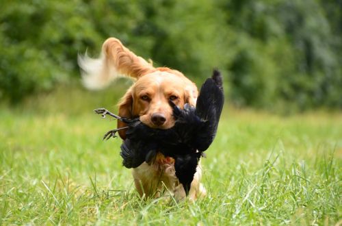 retrieve dog german quail