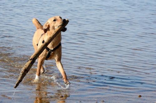 retrieve dog brown